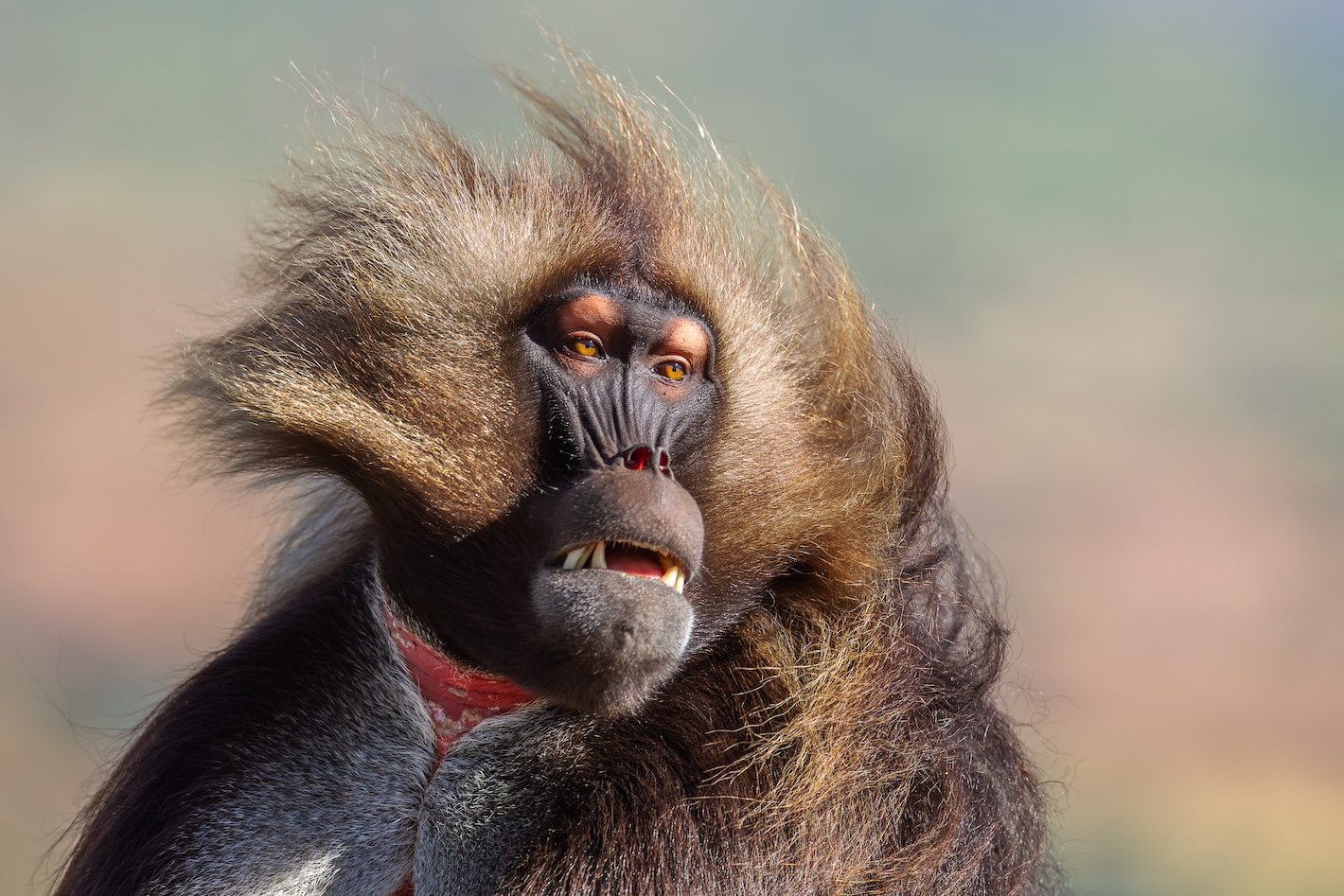 Mockup detail of the Gelada print